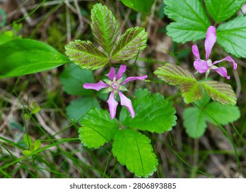 Stemless raspberry blooming in the forest