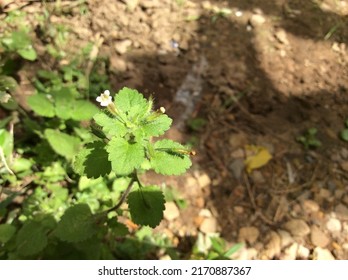 Stemodia Peduncularis, A Small Plant With Tiny Flowers. Plantaginaceae.