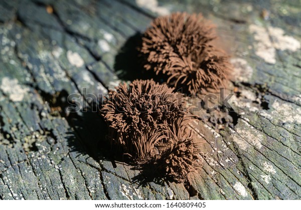 Stemonitis like  hedgehog\
or pile of carpet. Stemonitis, known as tube slime mold on grey old\
oak wood. Original brown motif for nature or ecology theme.\
Selective focus