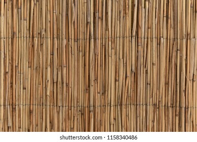 stems cane
