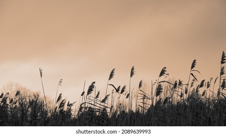 Stems of dry reeds on the background of sky. Autumn season. Natural background. Web banner.