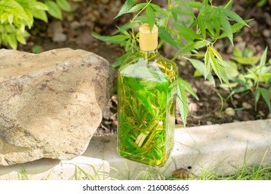 The stems and leave of the cannabis plant it is pickled with white wine, vodka, and a substance that is distilled from cannabis. with medicinal properties.