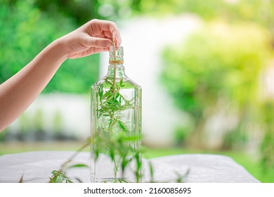 The stems and leave of the cannabis plant it is pickled with white wine, vodka, and a substance that is distilled from cannabis. with medicinal properties.