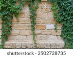 Stems of the maiden grapes with green leaves hanging down along the wall built of shell rock blocks in overcast weather
