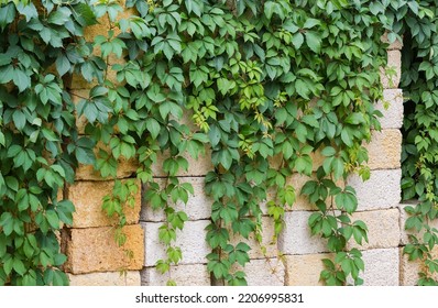 Stems Of The Maiden Grapes With Green Leaves Hanging Down On The Stacked Building Shell Rock Blocks In Overcast Weather
