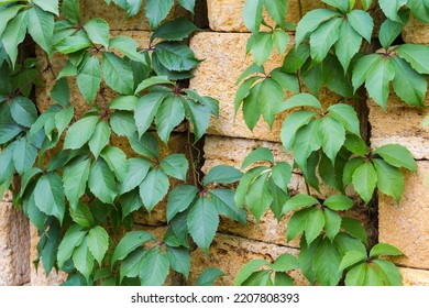 Stems Of The Maiden Grapes With Green Leaves Hanging Down On The Stacked Building Shell Rock Blocks In Overcast Weather
