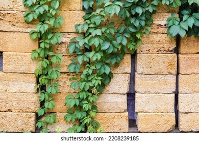 Stems Of The Maiden Grapes With Green Leaves Hanging Down On The Stacked Building Shell Rock Blocks In Overcast Weather
