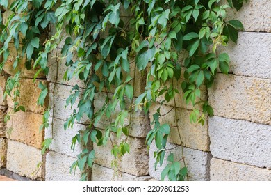 Stems Of The Maiden Grapes With Green Leaves Hanging Down On The Stacked Building Shell Rock Blocks In Overcast Weather
