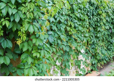 Stems Of The Maiden Grapes With Green Leaves Tightly Hanging Down On The Stacked Building Shell Rock Blocks In Overcast Weather, Selective Focus
