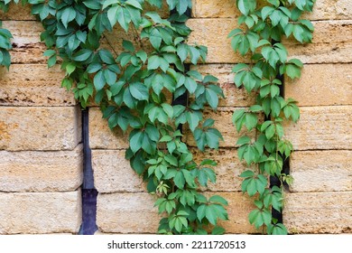 Stems Of The Maiden Grapes With Green Leaves Hanging Down On The Stacked Building Shell Rock Blocks In Overcast Weather
