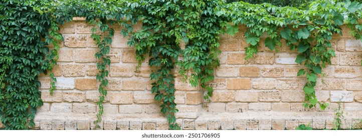 Stems of the maiden grapes with green leaves hanging down along the wall built of shell rock blocks, panoramic view in overcast weather
 - Powered by Shutterstock