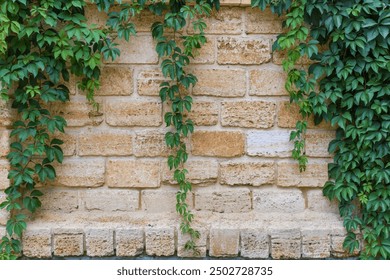 Stems of the maiden grapes with green leaves hanging down along the wall built of shell rock blocks in overcast weather
 - Powered by Shutterstock