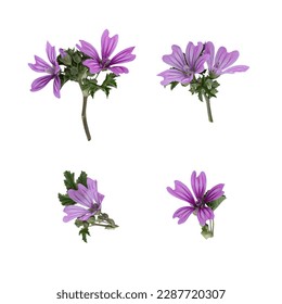 Stems of meadow grass with violet flowers isolated on white background with clipping path. Full Depth of field. Focus stacking. PNG - Powered by Shutterstock