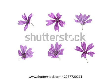 Stems of meadow grass with violet flowers isolated on white background with clipping path. Full Depth of field. Focus stacking. PNG