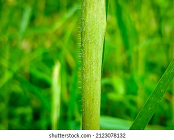 Stems Of Pennisetum Purpureum Or Elephant Grass