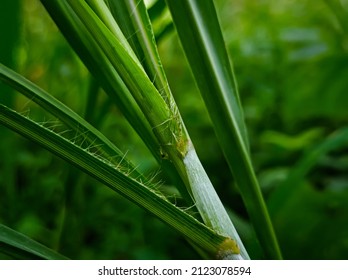 Stems Of Pennisetum Purpureum Or Elephant Grass