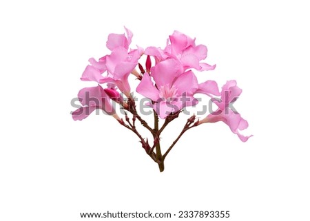 Stems of pink summer flowers isolated on white background with clipping path. Full Depth of field. Focus stacking.