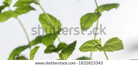 Stems of spearmint on a light background, close-up.