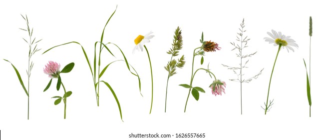 Stems of various meadow grass and flowers isolated on white background - Powered by Shutterstock