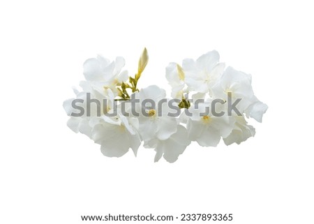 Stems of  white summer flowers isolated on white background with clipping path. Full Depth of field. Focus stacking.