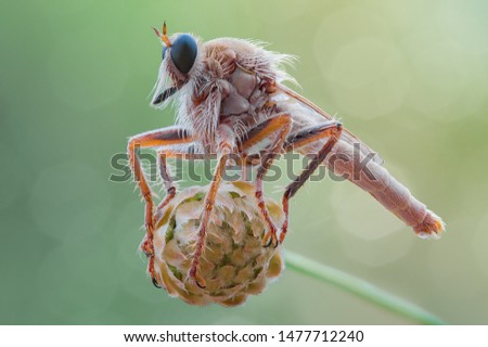 Stenopogon junceus - predacious robber fly (Asilidae).