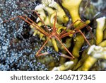 Stenorhynchus seticornis, the yellowline arrow crab or simply arrow crab, is a species of marine crab.