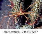Stenorhynchus seticornis, the yellowline arrow crab or simply arrow crab, is a species of marine crab.