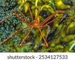 Stenorhynchus seticornis, the yellowline arrow crab or simply arrow crab, is a species of marine crab.