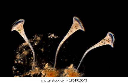 Protista Images Stock Photos Vectors Shutterstock