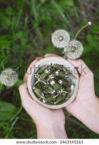 Similar – Image, Stock Photo A still closed dandelion flower.