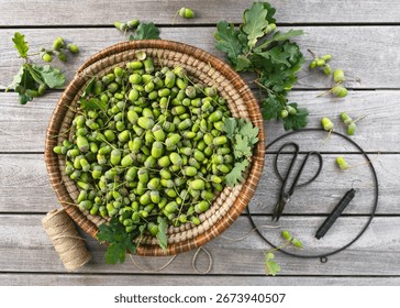 Step 1. Rustic flat lay features a basket of unripe green acorns, ready for crafting. Twine, clippers, and a wreath ring hint at a DIY project inspired by the forest.