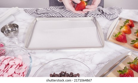 Step By Step. Arranging Organic Strawberries On A Baking Sheet To Make Chocolate Dipped Strawberries.