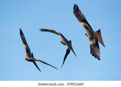 Step By Step Shots Showing A Red Kite's Flight Path/Red Kite/Red Kite (Milvus Milvus)