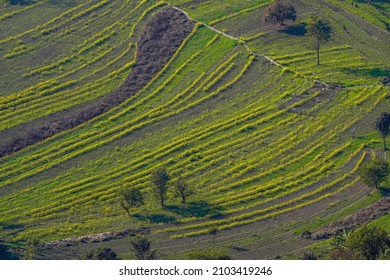 Step Farming Is An Art Form By The Farmers           