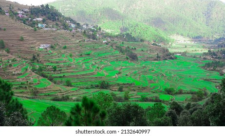 Step Farming Green Field At Hill Side