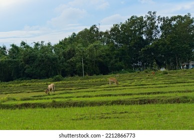 Step Farming Land Covered With Green Grass