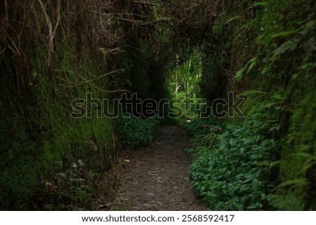 Step into the mystical forest path, where lush moss-covered walls and a tranquil, shaded trail invite you to explore the heart of nature. A serene escape into the natural world