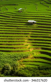 Step Rice Farming Plantation Agriculture, Vertical Composition