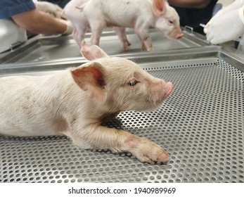 Step Of Swine Necropsy Diagnosis, Post Mortem Examination Of Little Piglet To Determine The Cause Of Animal Death And Observe The Outbreak Disease In Livestock That Farmer Concerned In Pig Farm.