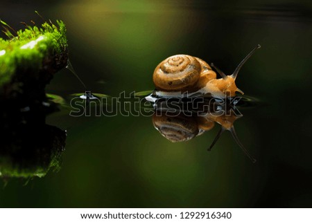 Similar – Garden snail IV Leaf