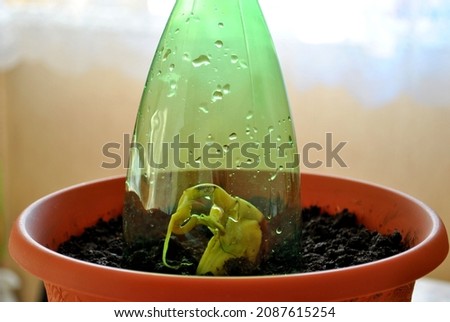 Step-by-step instructions for growing mango from seed: step nine - cover the seed planted in the ground with a transparent plastic dome to create a microclimate.