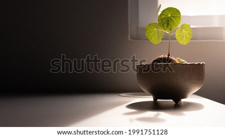 Similar – Image, Stock Photo Indoor plant with shade behind the curtain