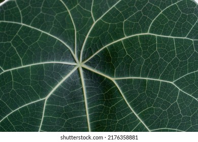 Stephania Nova (Kaweesakii) Matured Leaf Super Close Up. Stephania Nova Leaf Veins Close Up 