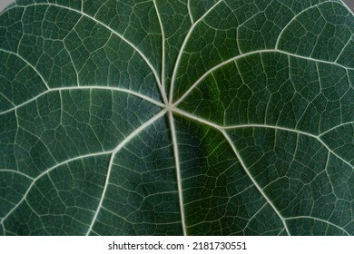 Stephania Nova (Kaweesakii) Matured Leaf Super Close Up. Stephania Nova Leaf Veins Close Up 