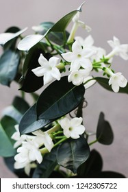 A Stephanotis
Plants