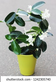 A Stephanotis
Plants