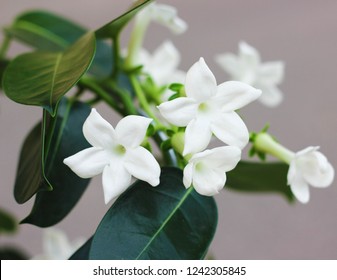 A Stephanotis
Plants