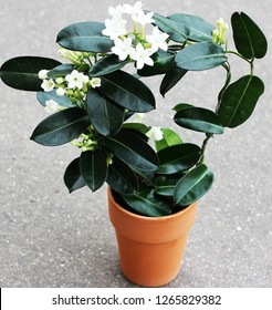 A Stephanotis
Plants