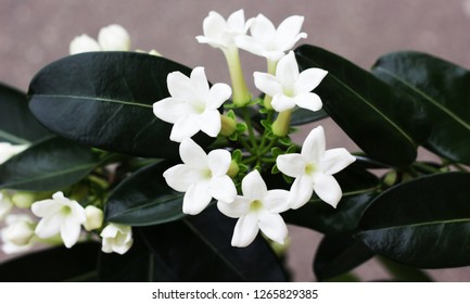 A Stephanotis
Plants