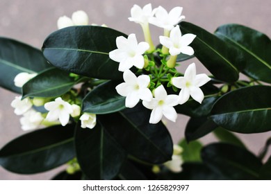 A Stephanotis
Plants